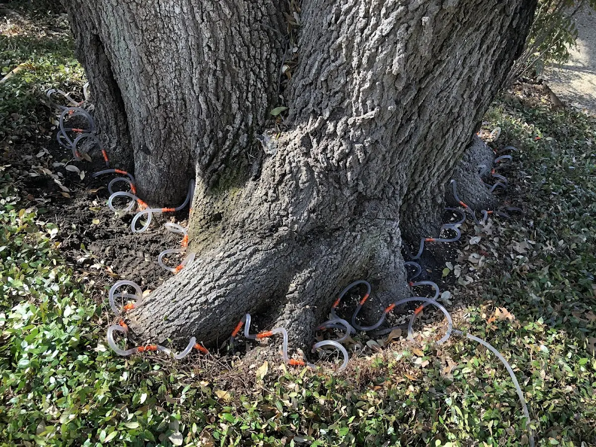 Detailed Tree Cabling and Bracing job site in Dowling