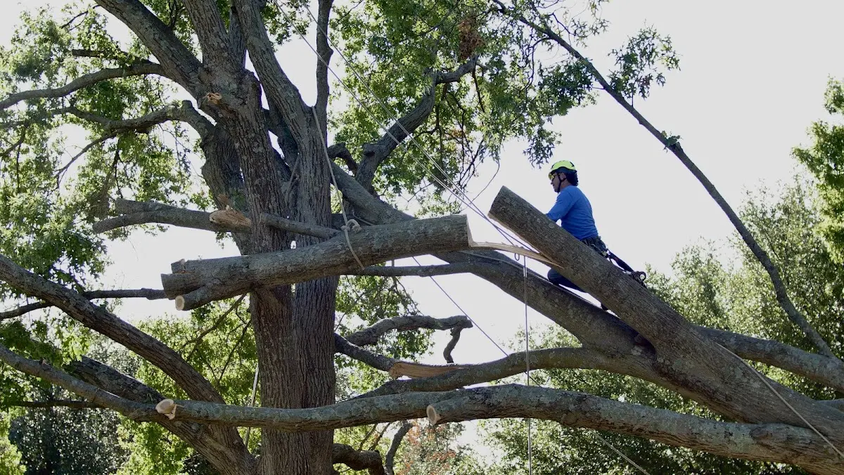 Professional Hazardous Tree Removal performed by certified arborists in Dowling