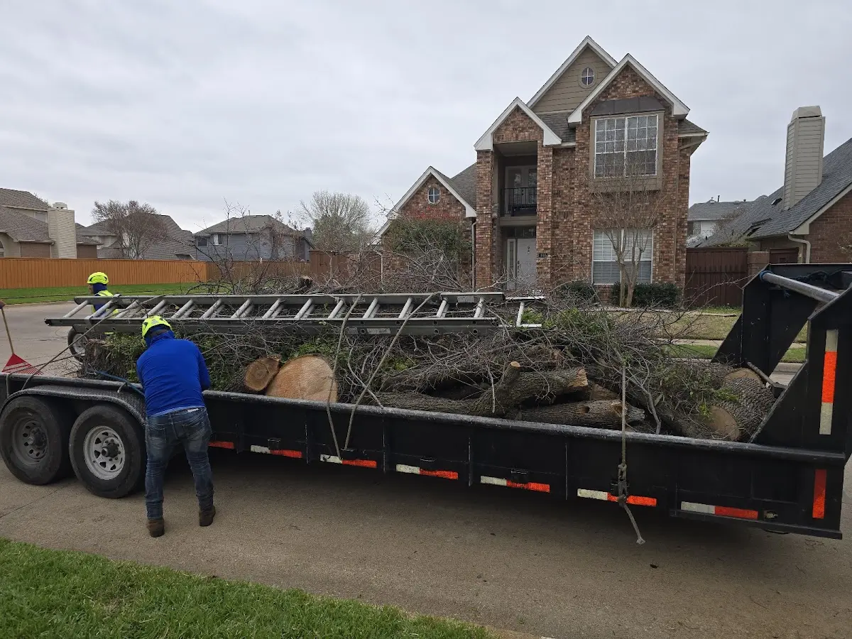 Expert Tree Pest Control with proper safety equipment in Dowling
